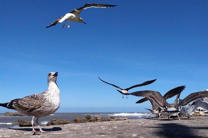 Amazing Trip to Essaouira City