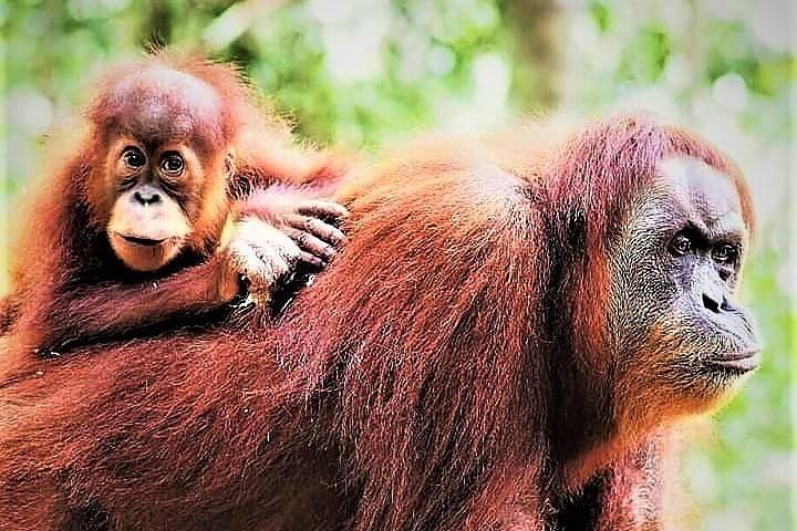 Monkey Business 2 days - 1 night Jungle Trekking In Bukit Lawang