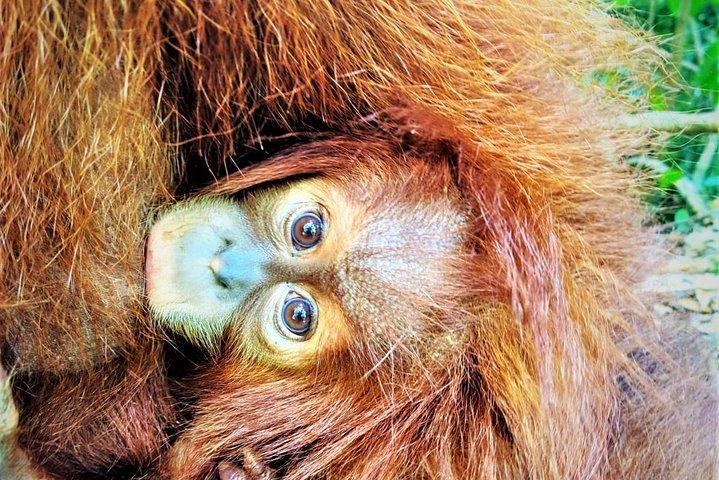 Monkey Business 2 days - 1 night Jungle Trekking In Bukit Lawang
