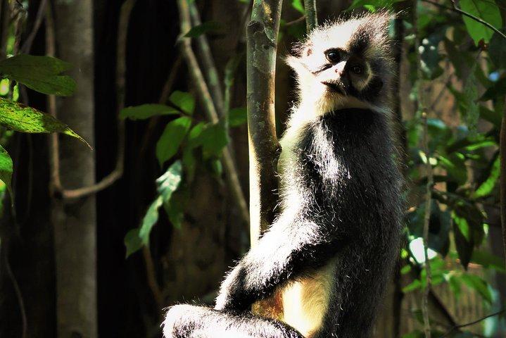 Monkey Business 2 days - 1 night Jungle Trekking In Bukit Lawang