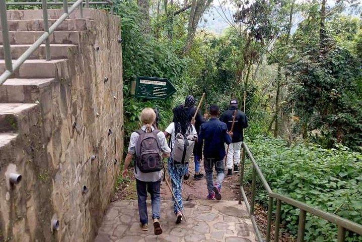 1 Day Canopy Walk Adventure in Nyungwe Forest National Park