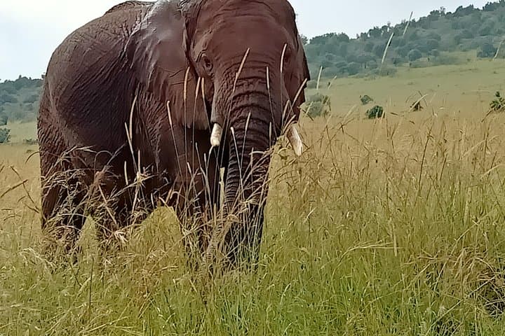 4 Days Maasai Mara & L. Nakuru N. Park