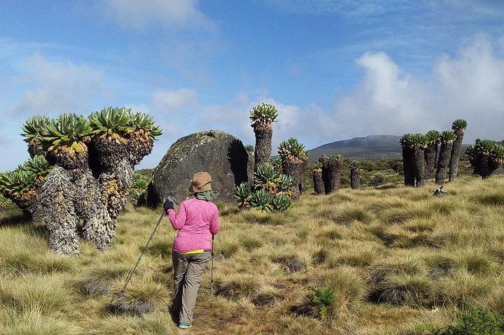 Conquer Kilimanjaro: 5-Day Marangu Route Adventure
