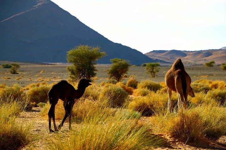 Private Full-Day from Ouarzazate to Draa Valley and Zagora Desert with Lunch