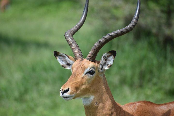 5 DAYS BUDGET SAFARI ( Tarangire, Ngorongoro Crater & Serengeti National parks)