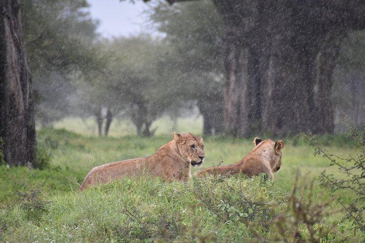5 DAYS BUDGET SAFARI ( Tarangire, Ngorongoro Crater & Serengeti National parks)