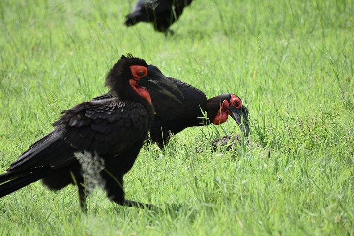 5 DAYS BUDGET SAFARI ( Tarangire, Ngorongoro Crater & Serengeti National parks)