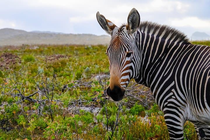 Cape Point Private Nature Tour & Hike