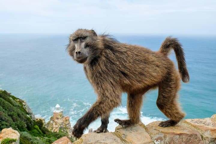 Cape Point Private Nature Tour & Hike