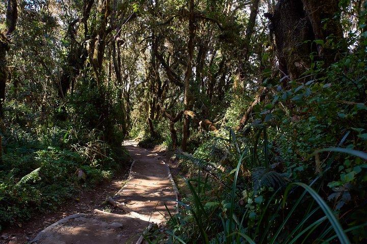 Kilimanjaro climb, Marangu route (6-day)