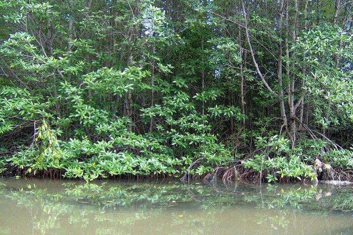 Can Gio Mangrove Biosphere Reserve 1 day