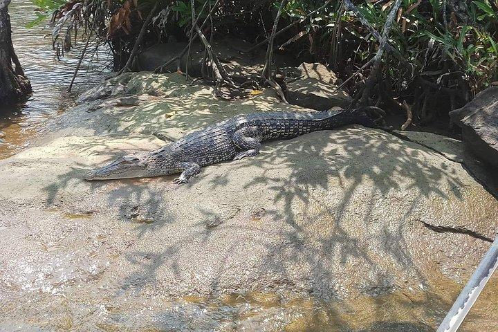 Galle & Bentota River Safari Private Tour from Beruwala Hotels