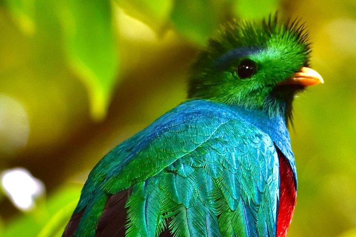 Monteverde Full Day Birding Expedition with FREE BINOCULARS