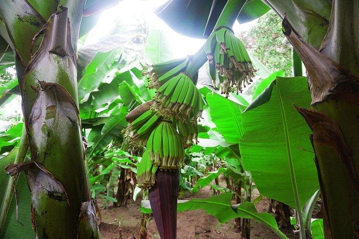 Like Locals: Banana Plantation, and Cuscuz with locals