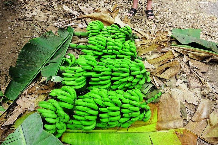 Like Locals: Banana Plantation, and Cuscuz with locals