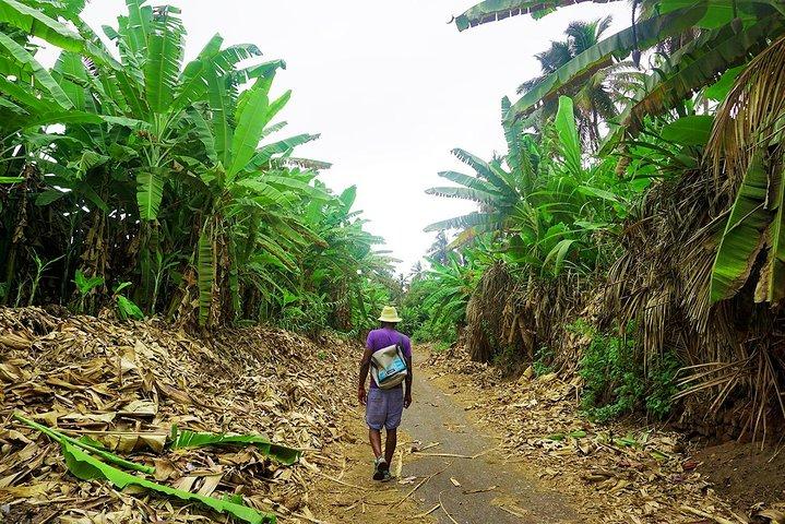 Like Locals: Banana Plantation, and Cuscuz with locals