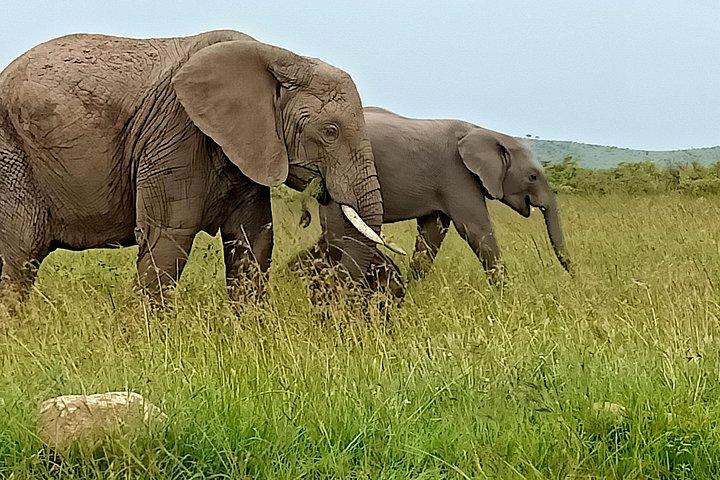 Wildlife safari & Conservation Projects