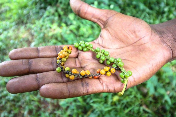 A Half Day Private Tour To Spice Farm
