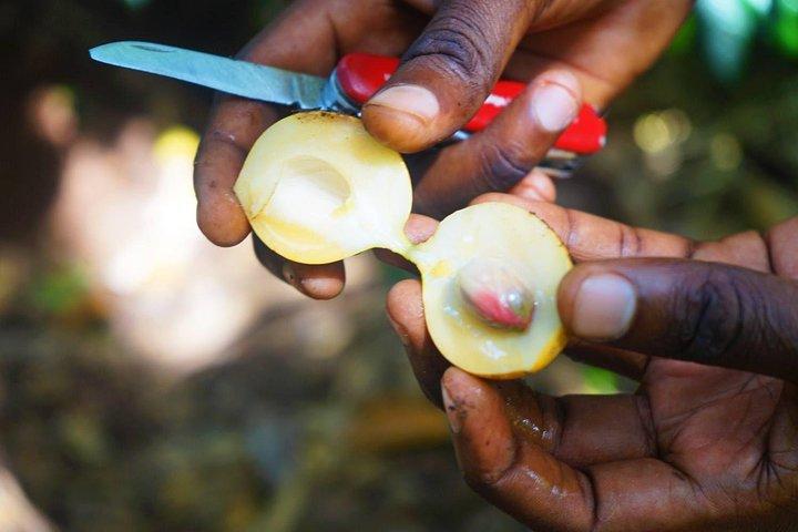 A Half Day Private Tour To Spice Farm