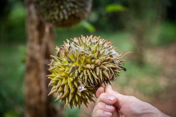 A Half Day Private Tour To Spice Farm