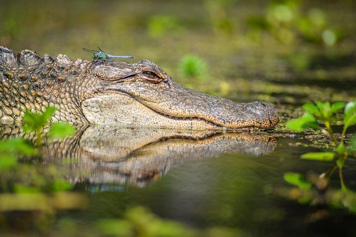 Small-Group Manchac Swamp Kayak Tour with Local Guide
