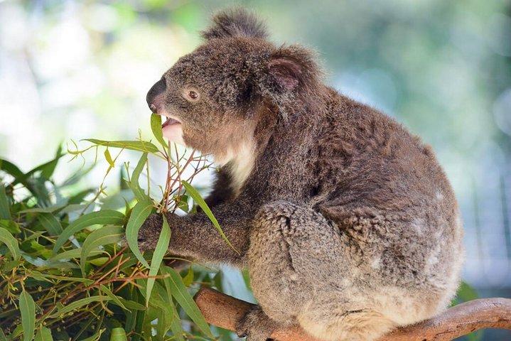 Blue Mountains | Koalas, Kangaroos & Bondi Beach Private Tour