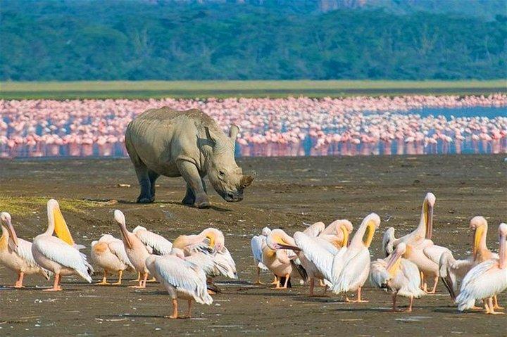 Nairobi: Day Trip to Lake Nakuru National Park Wildlife Safari