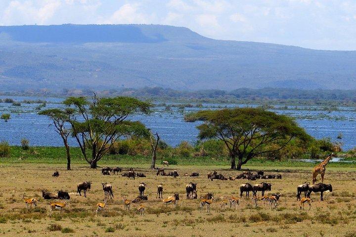 Nairobi: Lake Nakuru Safari & Lake Naivasha Boat Ride Day Trip