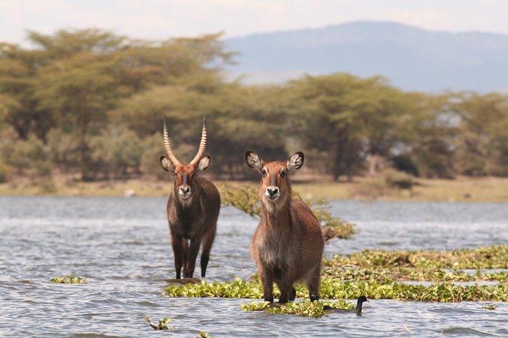 Nairobi: Lake Nakuru Safari & Lake Naivasha Boat Ride Day Trip