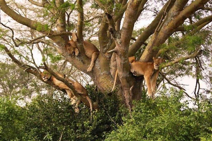 Tarangire, Serengeti and Ngorongoro Crater