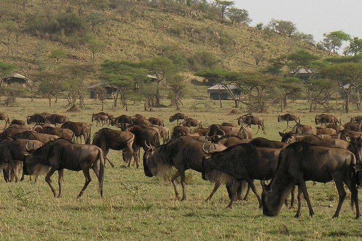 Tarangire, Serengeti and Ngorongoro Crater