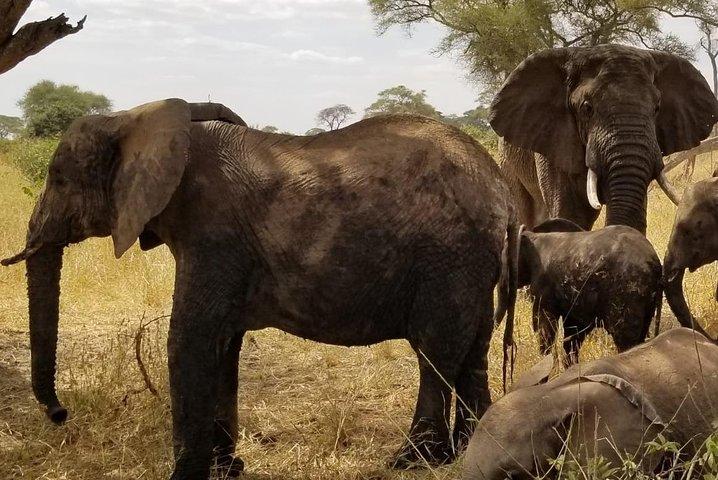 Tarangire, Serengeti and Ngorongoro Crater