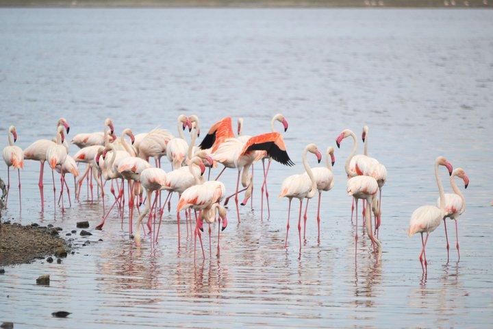 Jambo Jambo camping 3 Days Safari