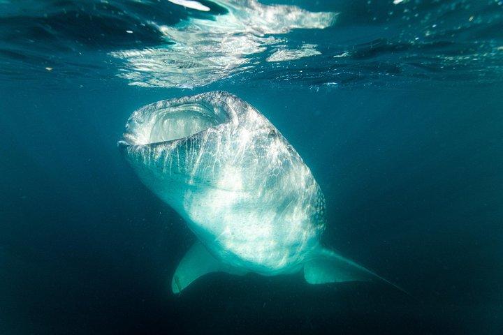 Whale Shark snorkeling tour in a reduced group with local marine biologist