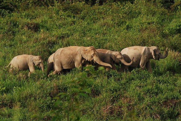 Elephant and Wildlife Watching in Kuiburi National Park - Private Afternoon Tour