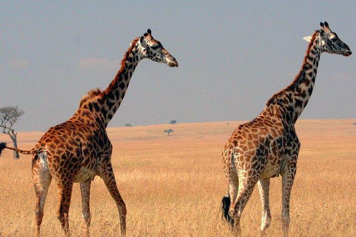 4 Days Masai Mara and Lake Nakuru