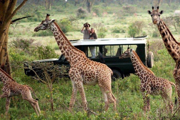 4 Days Masai Mara and Lake Nakuru