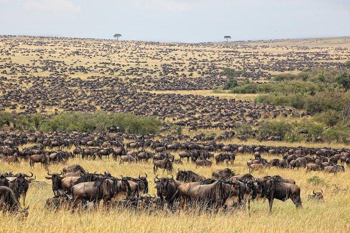 4 Days Masai Mara and Lake Nakuru