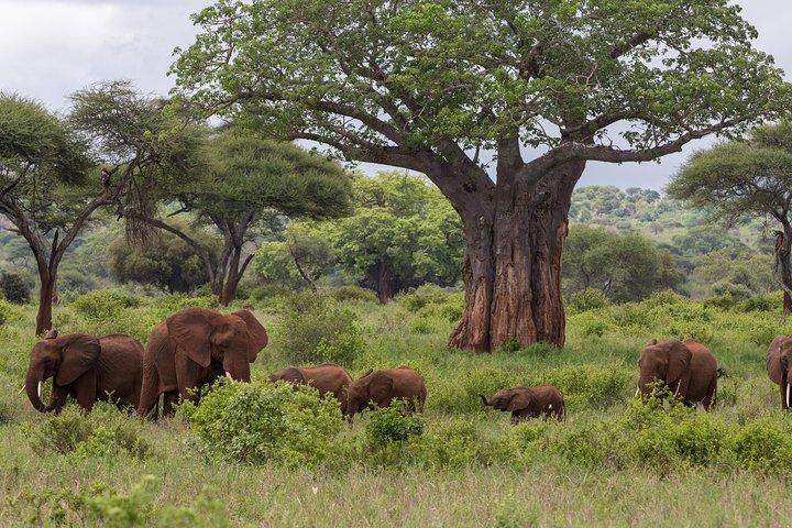 3-day Tanzania safari - Tarangire and Ngorongoro Crater