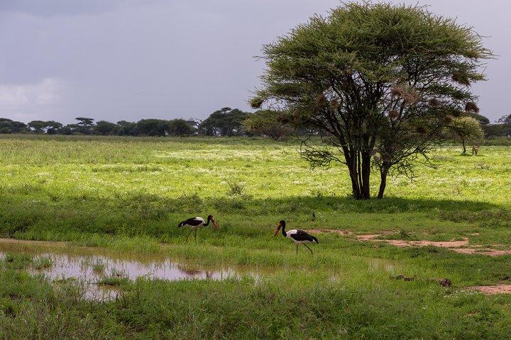 3-day Tanzania safari - Tarangire and Ngorongoro Crater