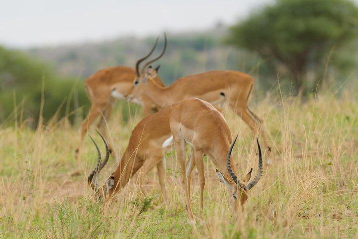 3-day Tanzania safari - Tarangire and Ngorongoro Crater