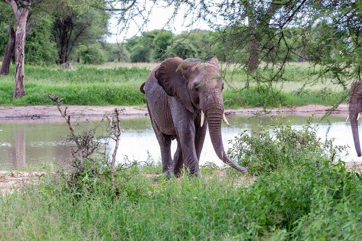 4-day Tanzania Safari