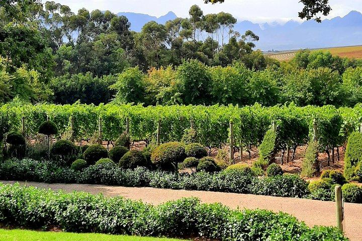 Full-Day Private Guided Wine Tasting Tour of Cape Wineries