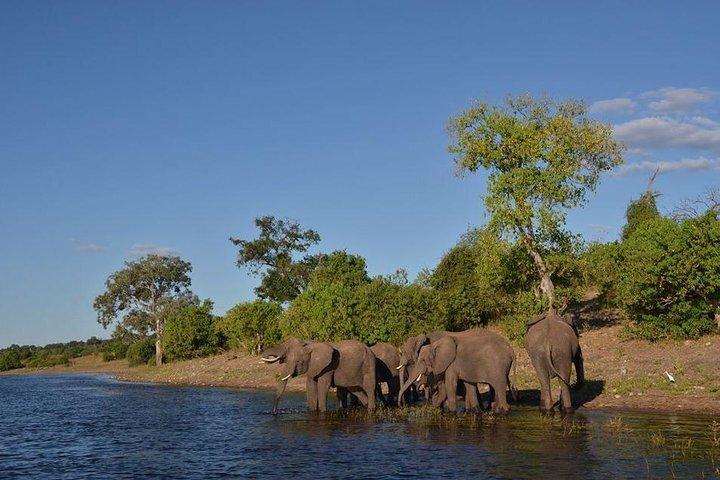 Private Tour - Game Drive & Rhino Walk Safari