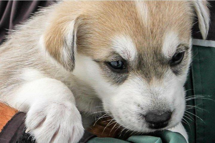 Helicopter To a Dogsledding Experience