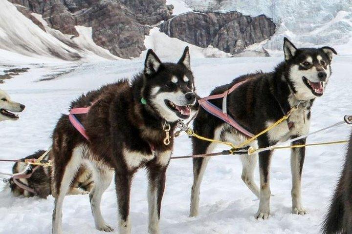 Helicopter To a Dogsledding Experience