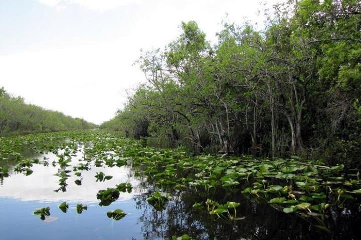 Private Everglades Tour: Airboat & Alligator Habitat Experience