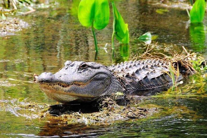Private Everglades Tour: Airboat & Alligator Habitat Experience