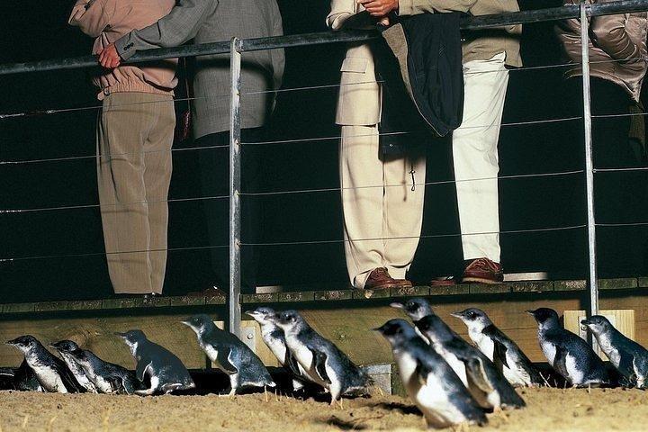 Phillip Island Penguin and wildlife Tour