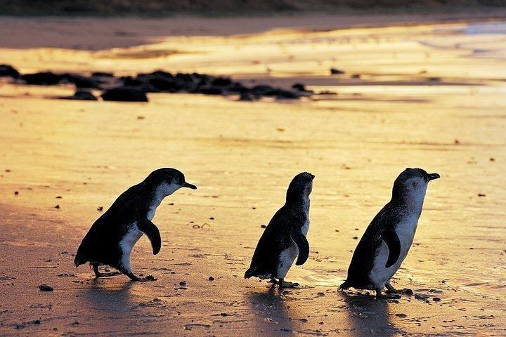 Phillip Island Penguin and wildlife Tour